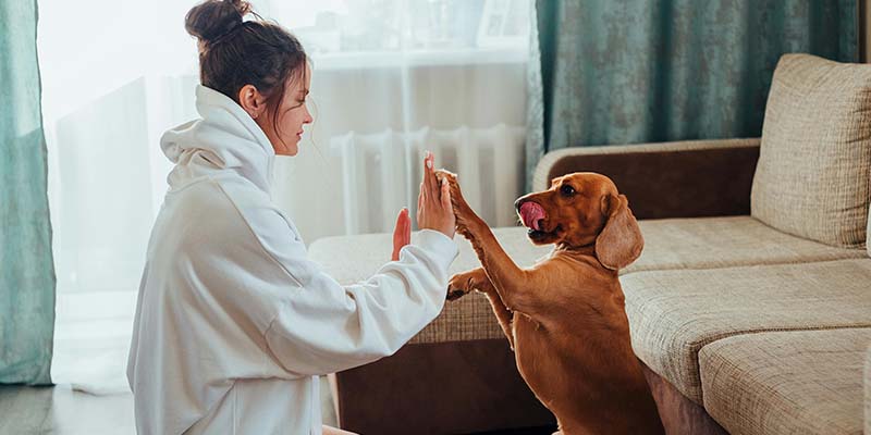 Olio CBD pets benefici per gli animali domestici